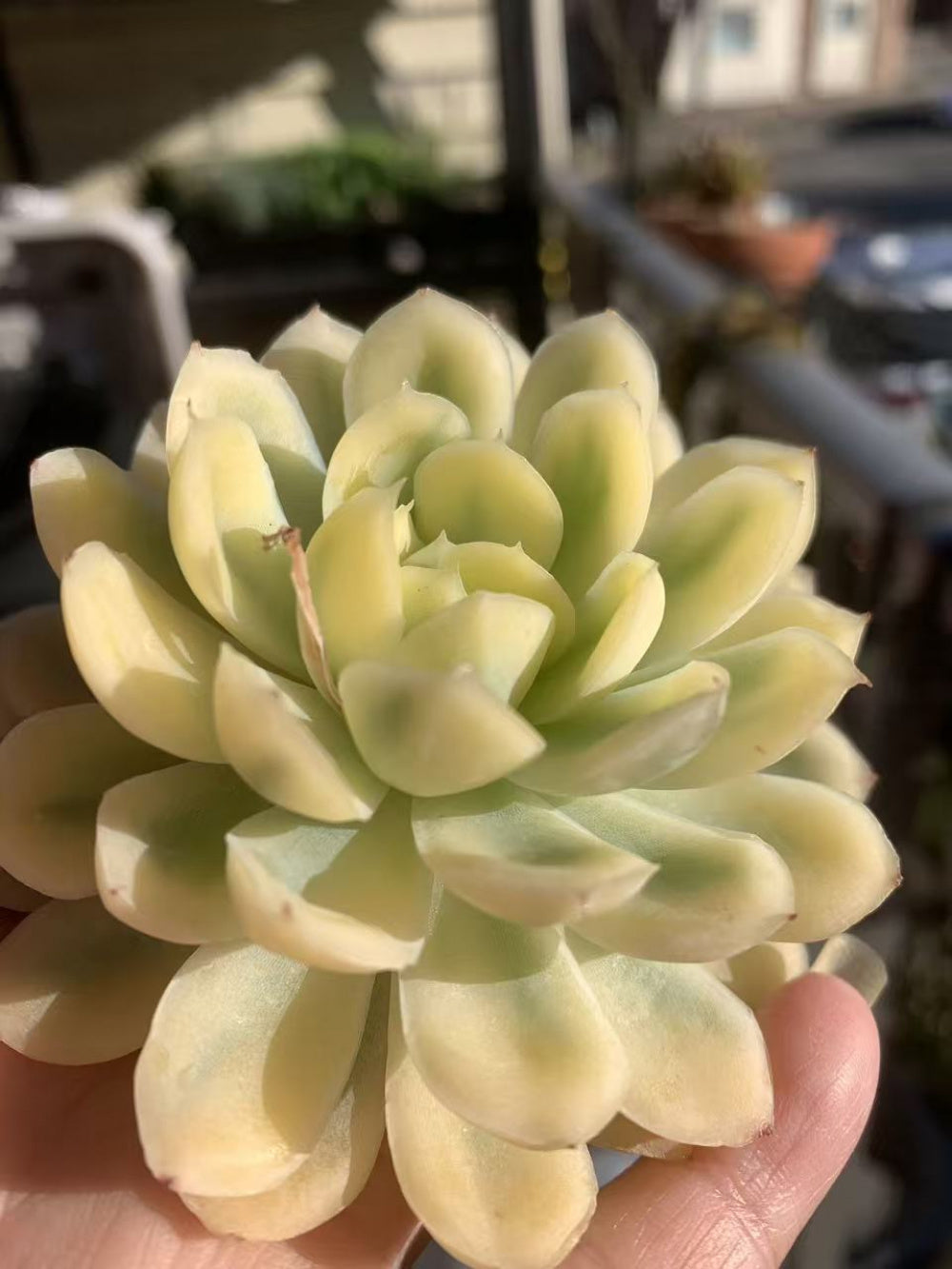 [Mother's Day Gift] Rare Delicate Jelly-like Succulent - Echeveria 'Strawberry Ice' Variegata - Drought-tolerant Hybrid Plant Pot