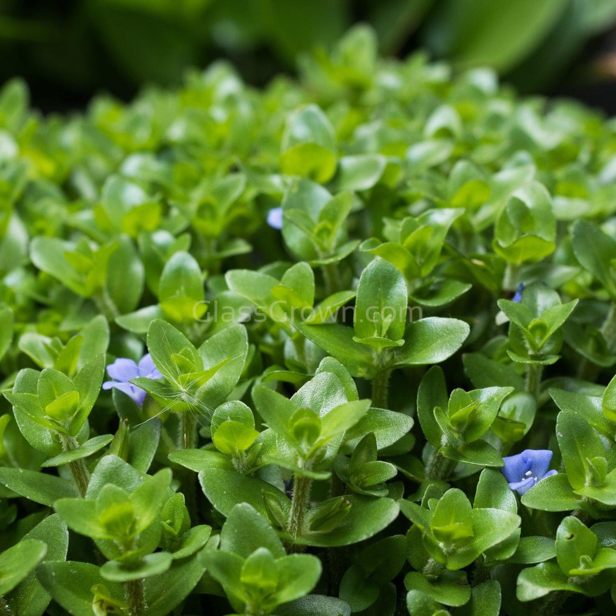 Grower's Choice Low Light Plants (6 Bunches)