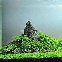 Dwarf Baby Tears (Hemianthus Callitrichoides)