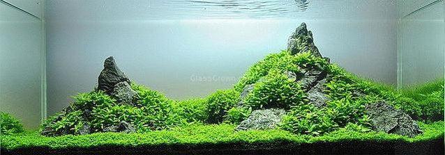 Dwarf Baby Tears (Hemianthus Callitrichoides)