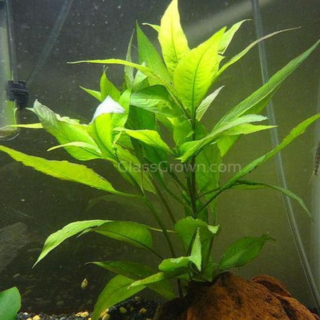 Mystery Bunch plant