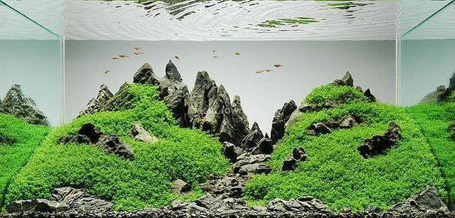Dwarf Baby Tears (Hemianthus Callitrichoides)