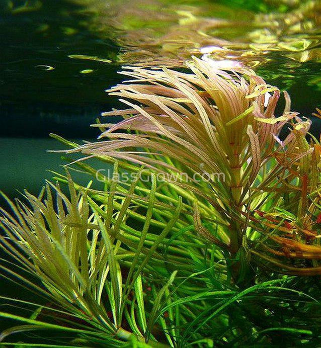 Bunch Pogostemon Stellatus 'Octopus'
