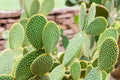Bunny Ears Cactus Cuttings - 7 Fresh Unrooted Pads, Opuntia Microdasys, Drought-Tolerant Succulent, Easy to Grow, Live Prickly Pear