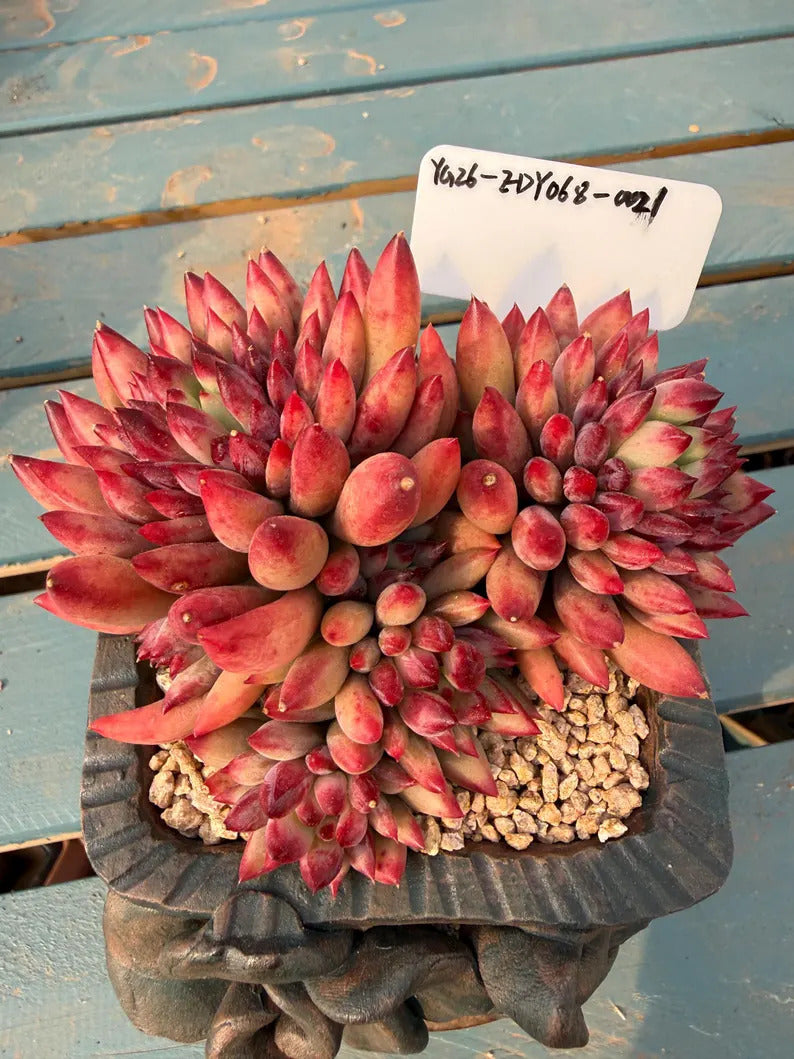 Rare Well-established Succulent --❉ Echeveria 'Pink Cherry' Gen 2 ❉–- Carefully for 42+ Months WYSIWYG Plant No. EDY068-0021