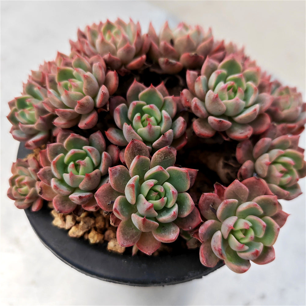 Echeveria 'Nana Hook' Multi-head Cluster - Approx. 8"-10" in Diameter