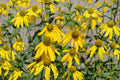 50 Cutleaf Coneflower Seeds – Rudbeckia laciniata ampla – Native Wildflower Pollinator Plant – Tall Perennial for Natural Gardens