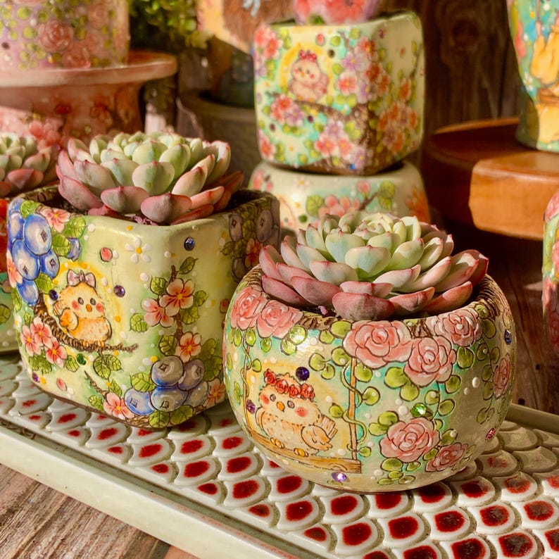 Rare Geometric Rosette Succulent - Echeveria 'Minima' Variegata - Drought-tolerant Plant Popular for Beginners and Collectors
