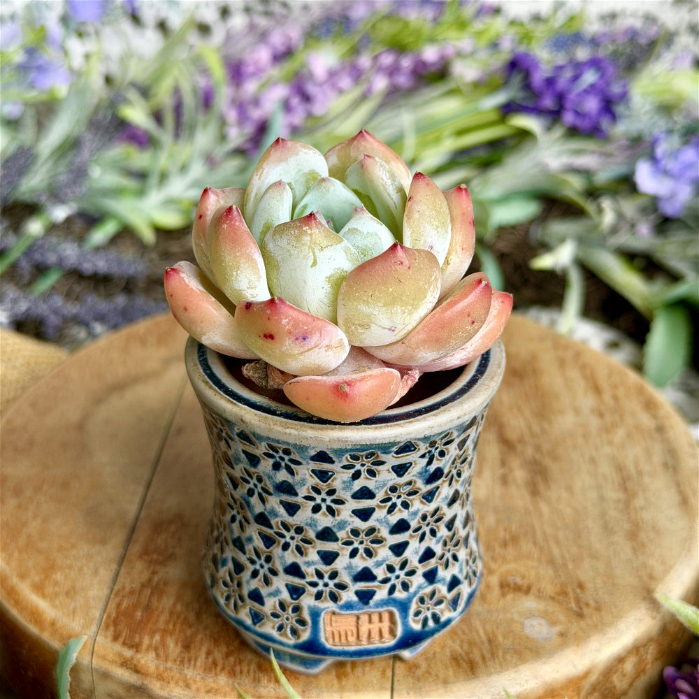 WS-0042 Handmade Artisan Pottery Planter Pot - Pot rim diameter: 1.8"