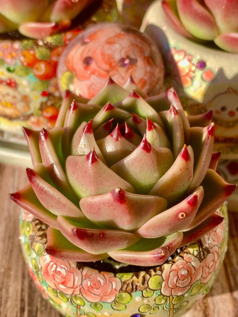 Father's Day Gift: Large Rare Succulent - Echeveria Agavoides 'Blue Dragon' - Striking Plant Known For Resembling Dragon Teeth