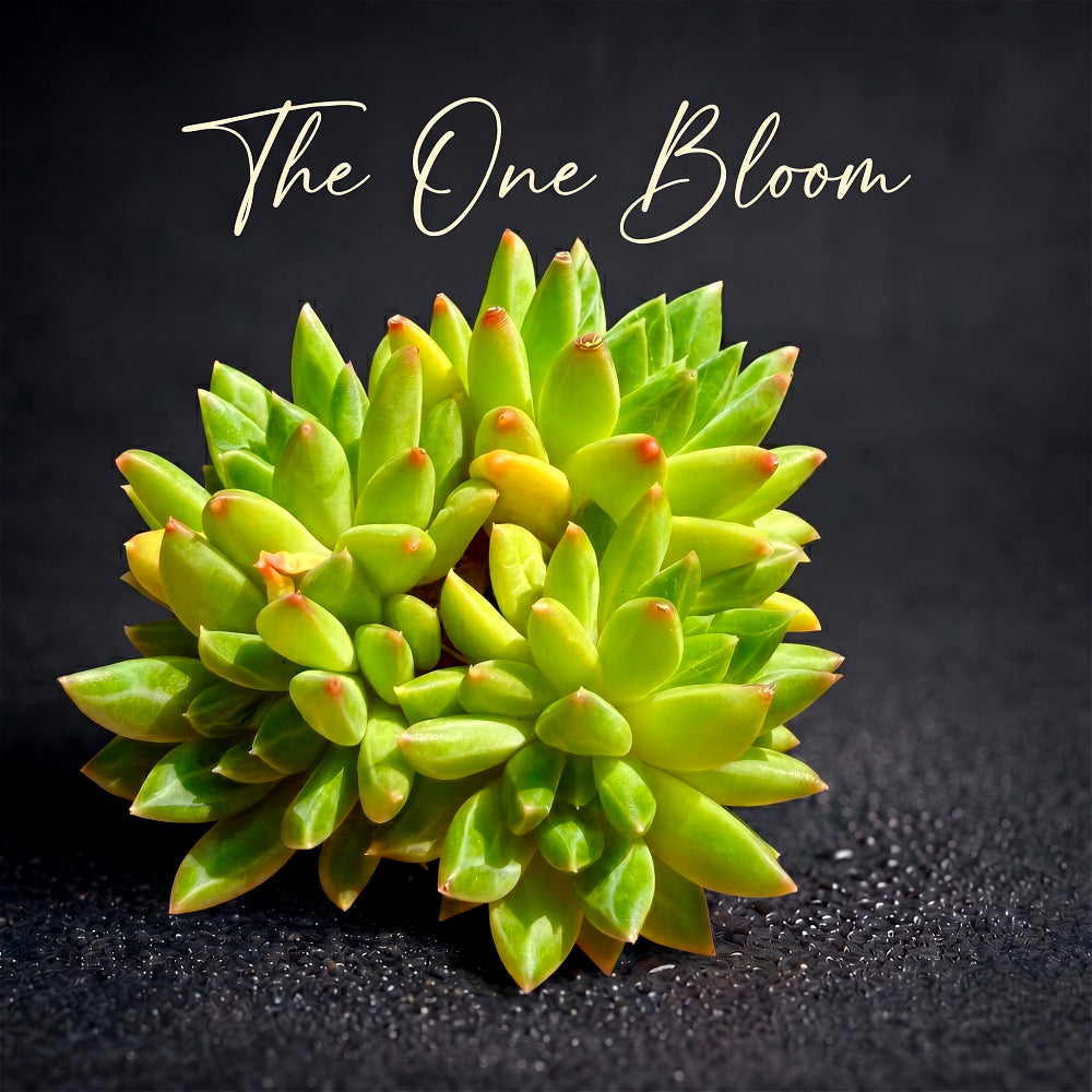 Echeveria 'Oracrium' Cluster 3"-3.5" Across - Sought-after Rare Succulent Live Plant