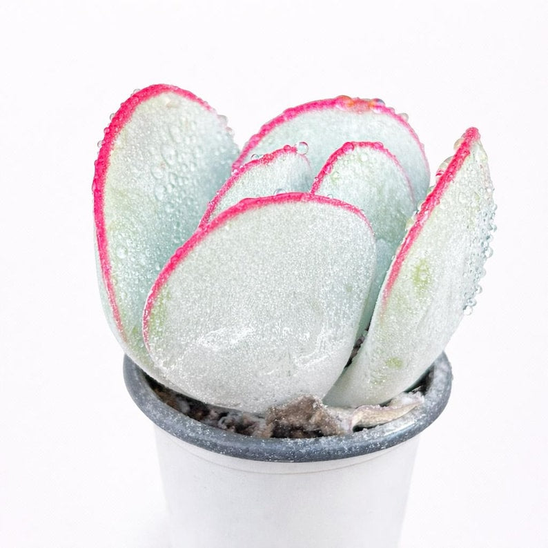 Cotyledon Orbiculata 'Frost Kiss' - Approx. 1.5" Diameter - Vibrant and Beginner-Friendly