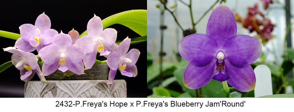 Phalaenopsis (Freya’s Blue Hope x Freya’s Blueberry Jam)
