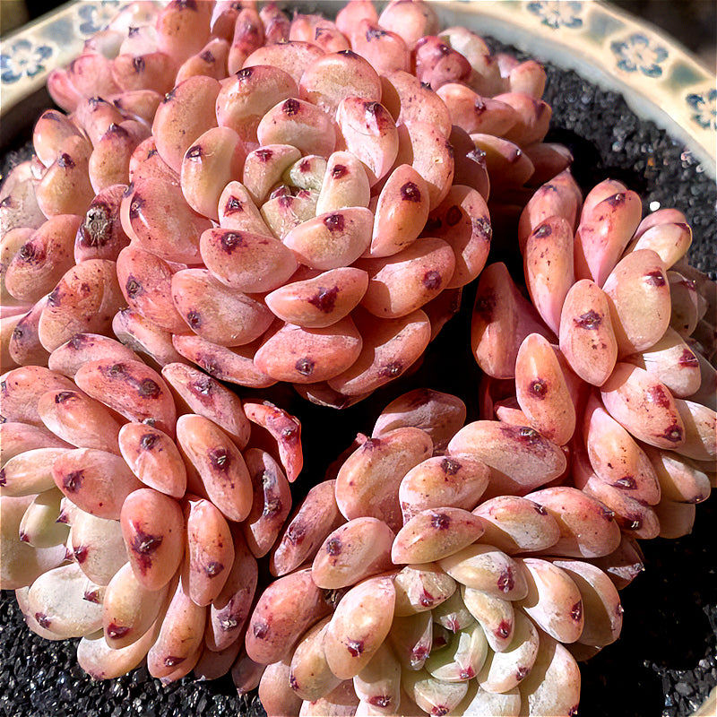 Exact Plant - Echeveria 'Viyant' Rare Succulent 1 of 1 - WYSIWYG Live Plant Approx. 5" in Diameter