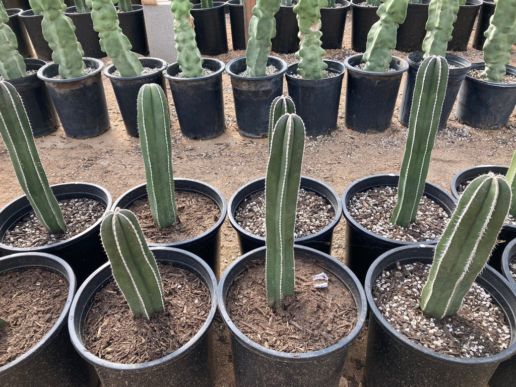 Mexican Fence Post Cactus