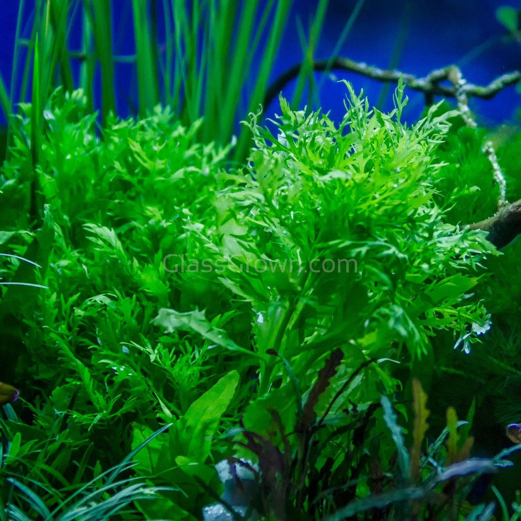 Grower's Choice Low Light Plants (6 Bunches)