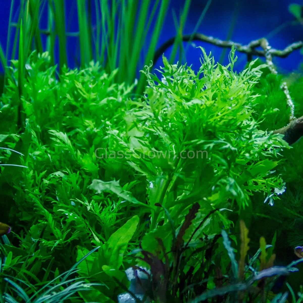 Grower's Choice Low Light Plants (6 Bunches)