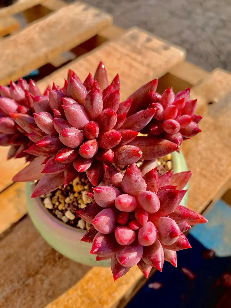 2512-016 Echeveria 'Cherry' - What You See is What You Get Living Plant- Boutique Rare Succulents