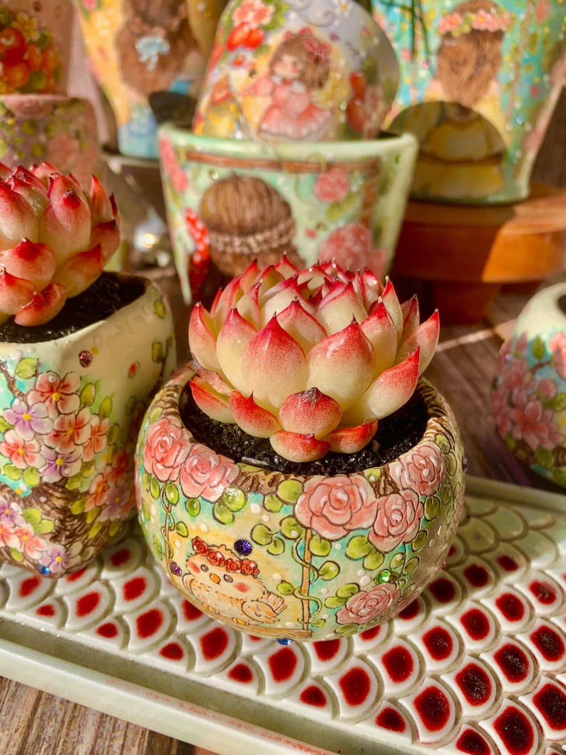 Echeveria 'Soul Fairy' Single-plant Living Succulent Approx. 2–2.5 inch in Diameter
