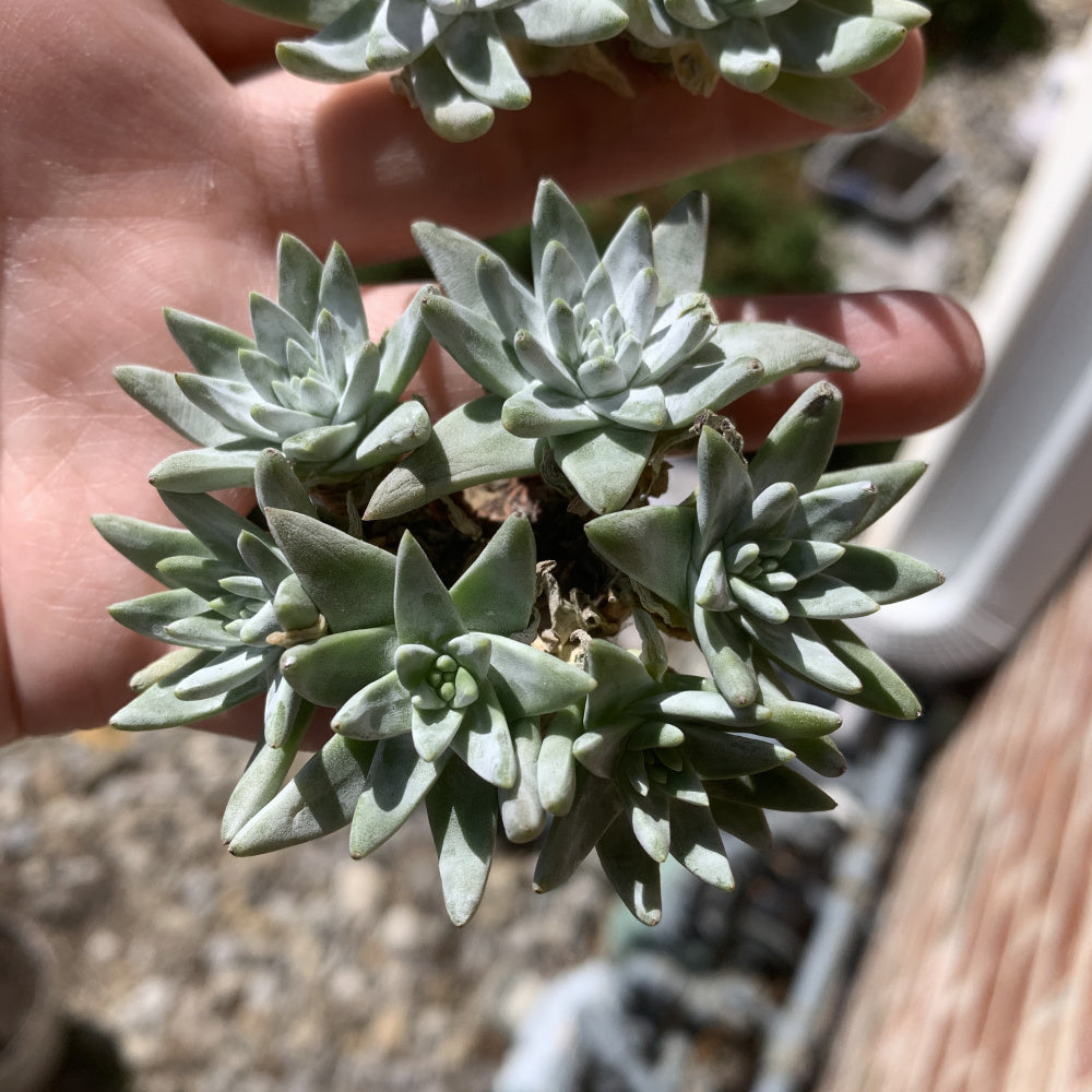 Dudleya gnoma S.W.McCabe - Single Diameter Approx. 2"-2.5"