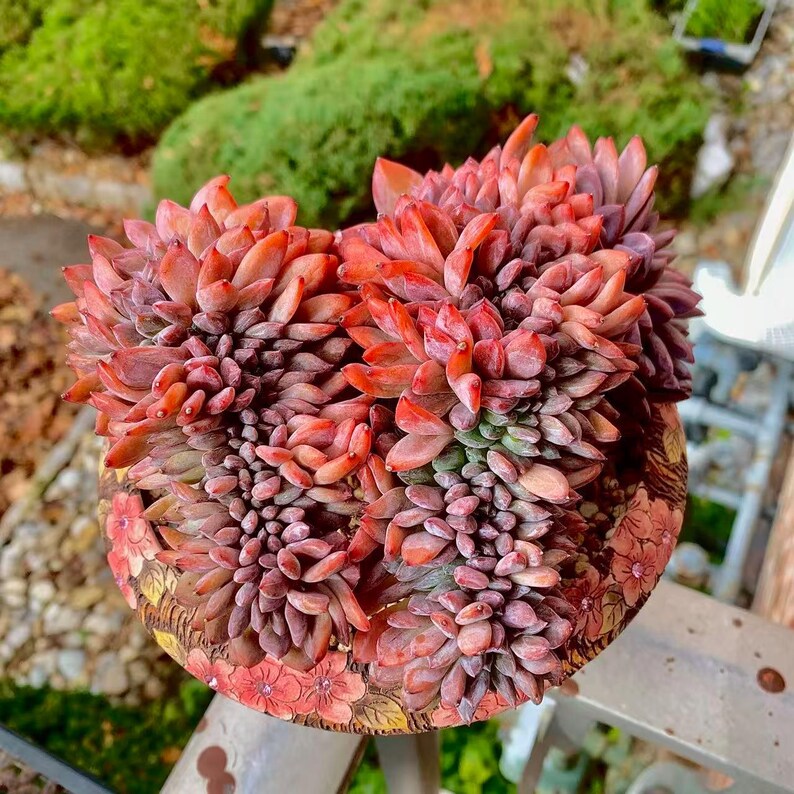 Boutique Rare Succulents/Echeveria Orange Monroe Crested /What You See is What You Get /Bare Root Without Soil Pot/Plants Gifts
