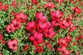 Scarlet Flax Seeds 100 Pack | Linum grandiflorum rubrum | Red Wildflower | Annual Garden Bloom for Borders & Meadows