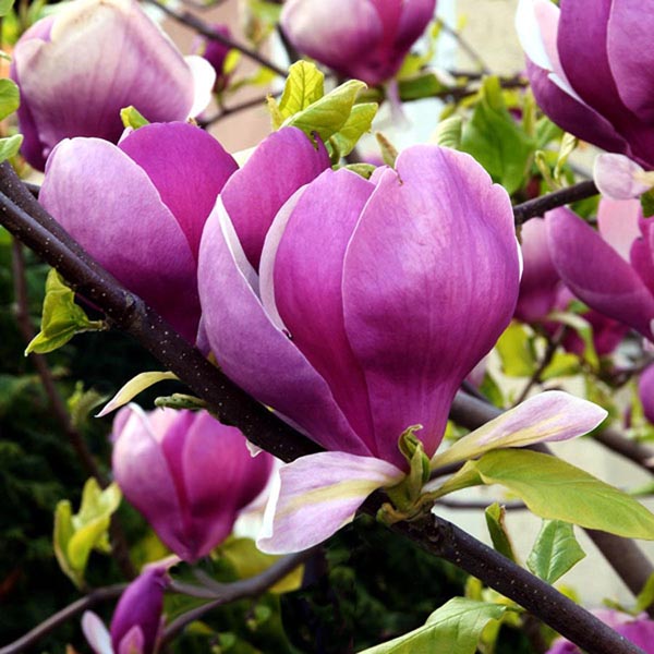 Magnolia 'Saucer'