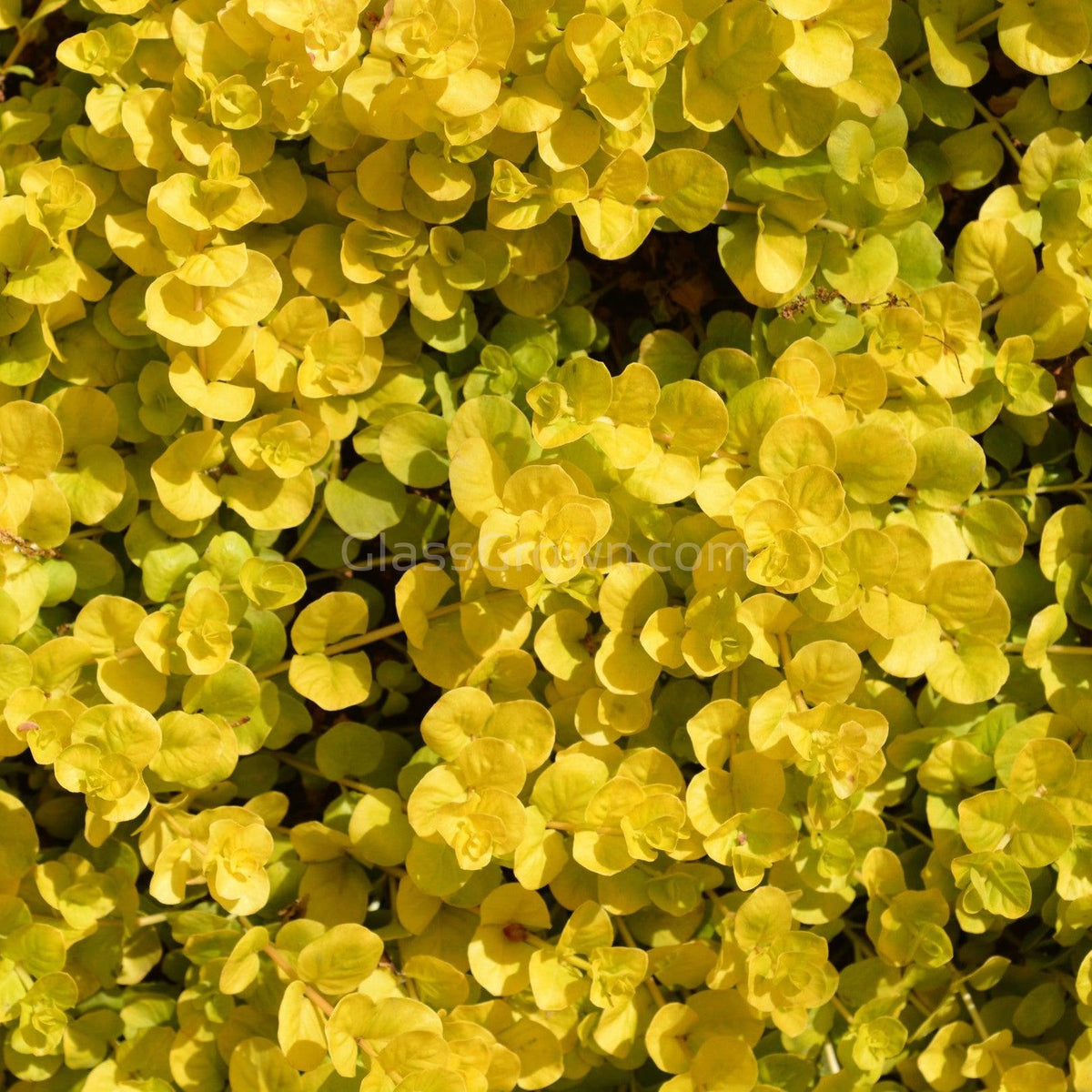 Grower's Choice Low Light Plants (6 Bunches)