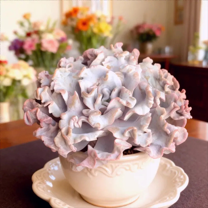 Crispate Beauty Rare Succulent Plants, 3.5" Green Imported Live Succulent Plant, Indoor Office Wedding Party Decor Gifts