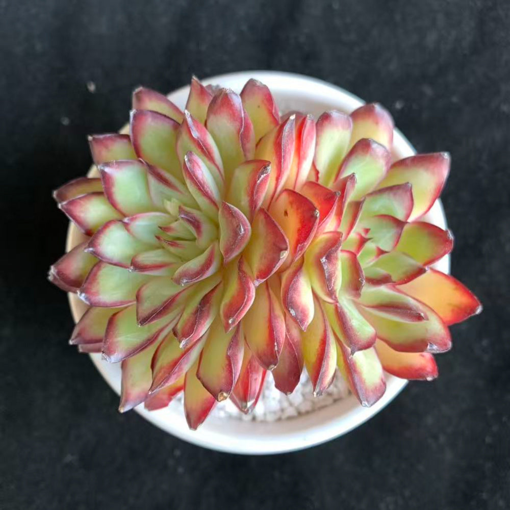Echeveria 'Crimson Flame'