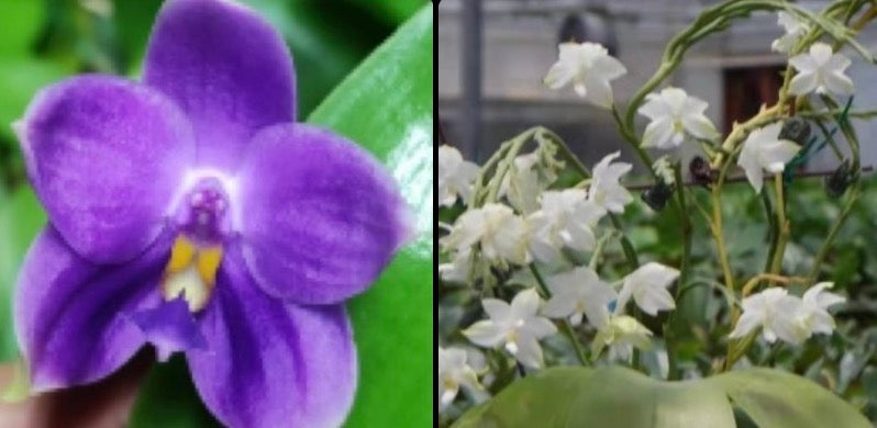 Phalaenopsis (Penang Jewel x (Yaphon Super Jaguar x Samera)) x  Penang Violacea ‘BK Forest’