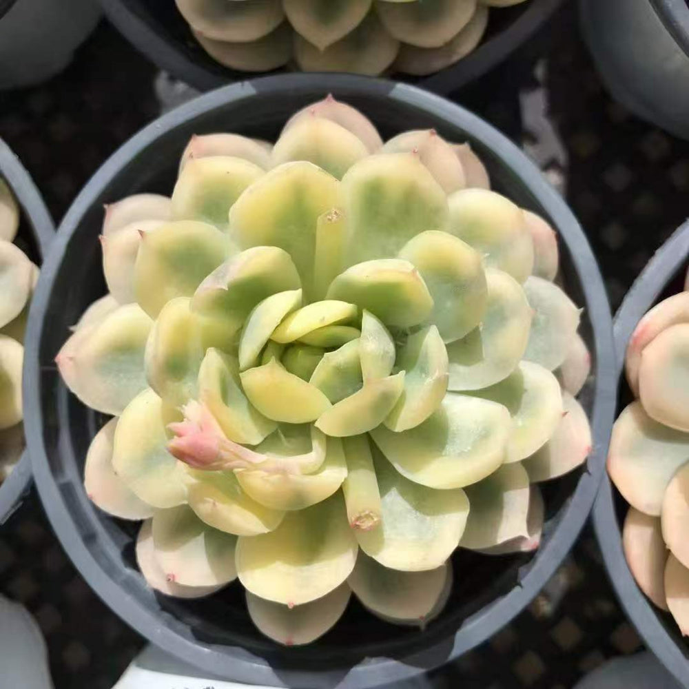 Rare Pastel Succulent Gift - Echeveria 'Strawberry Ice' Variegata - Single-plant Diameter Approx. 3"–3.5"