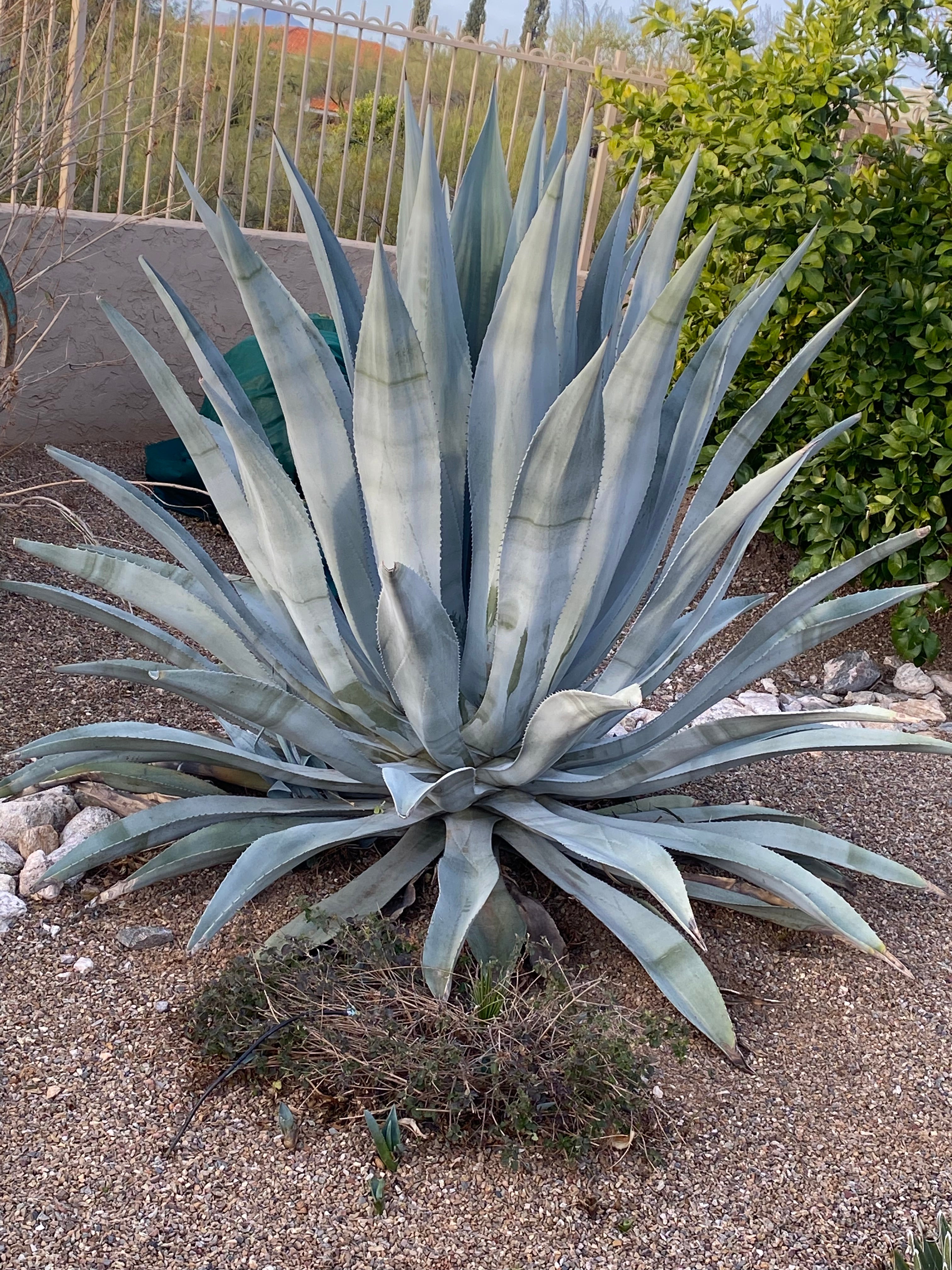 Agave franzosinii