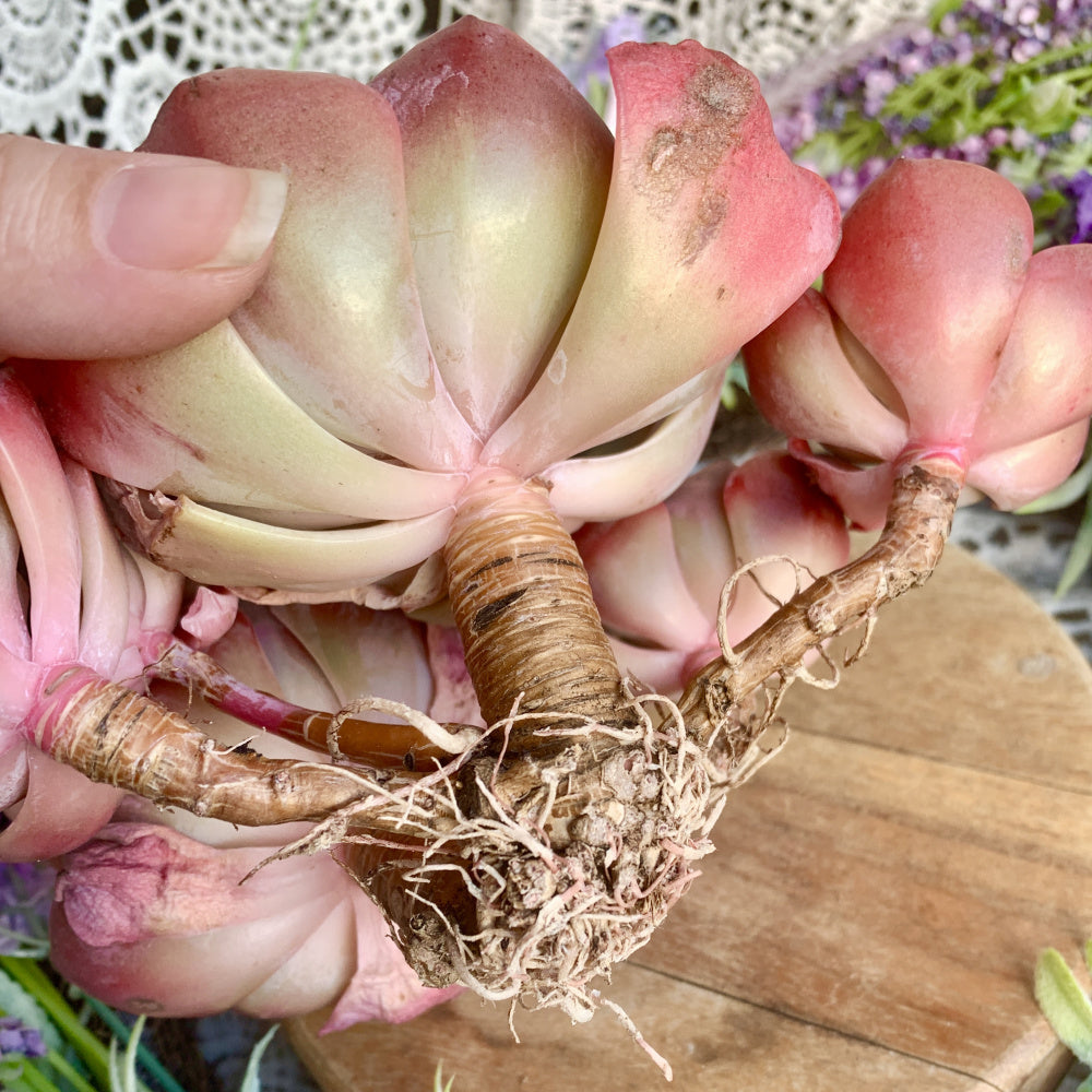 Big Rose-shaped Succulent - Echeveria 'Dusty Rose' - Drought-tolerant Fast-growing Plant