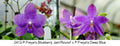Phalaenopsis (Freya’s Blueberry Jam x Freya’s Deep Blue)