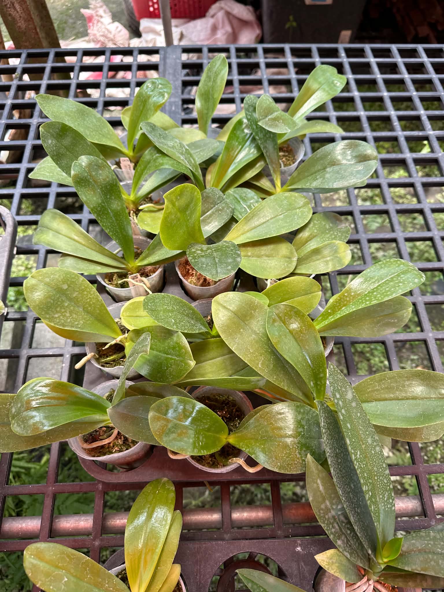 Phalaenopsis micholitzii x sib