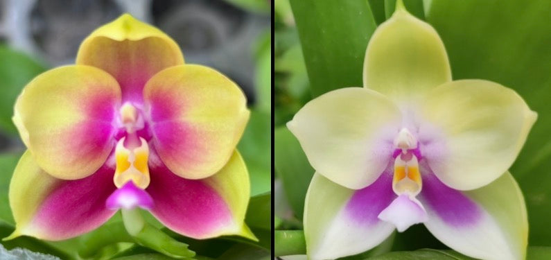 Phalaenopsis (Yaphon Batman X YangYang Pink Mary) "圓雙梗" X Phal. (bellina x Yangyang Pink Mary)