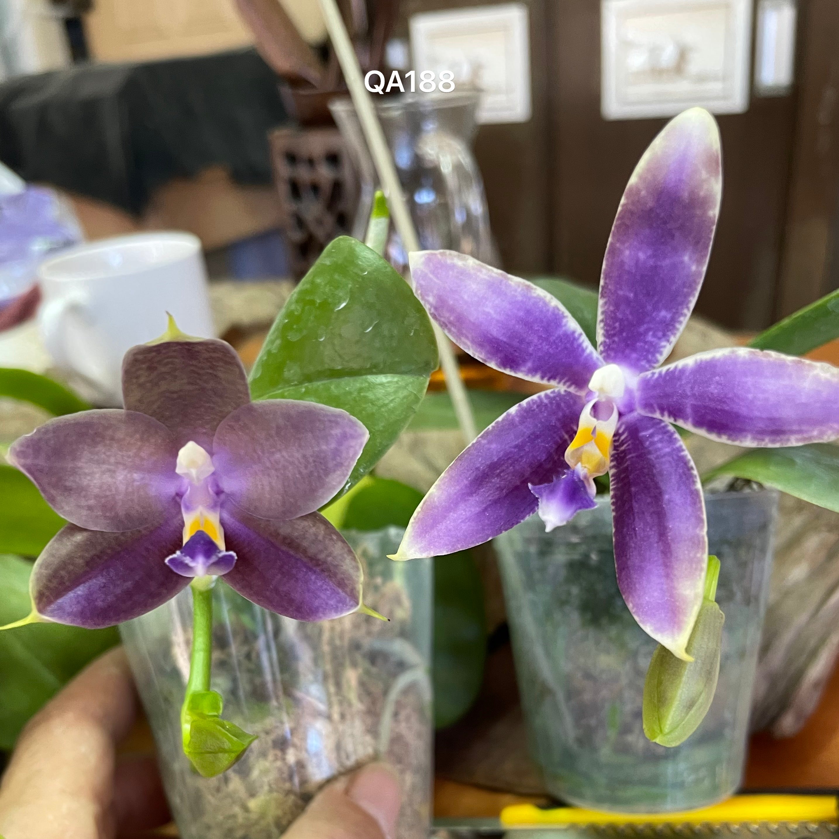 Phalaenopsis ((Yaphon Christmas x KS Blue Ludde) x Mainshow Sapphire)