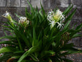 Crinum Lily Rooted Starter Plant | Giant White Spider Lily | Fragrant Tropical Flower | Hardy Bulb Plant | Crinum asiaticum