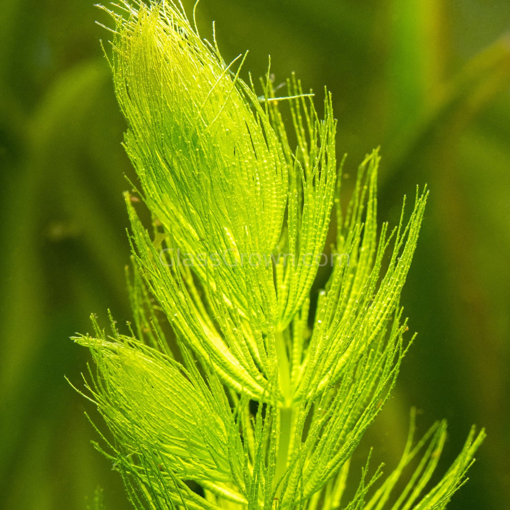 Bunch Hornwort (Ceratophyllum Demersum)