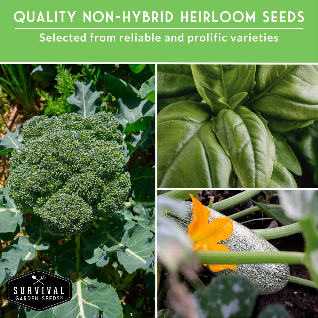 12 Vegetable Seed Collection – Heirloom Non-GMO Garden Vegetables & Herbs for Home Growing