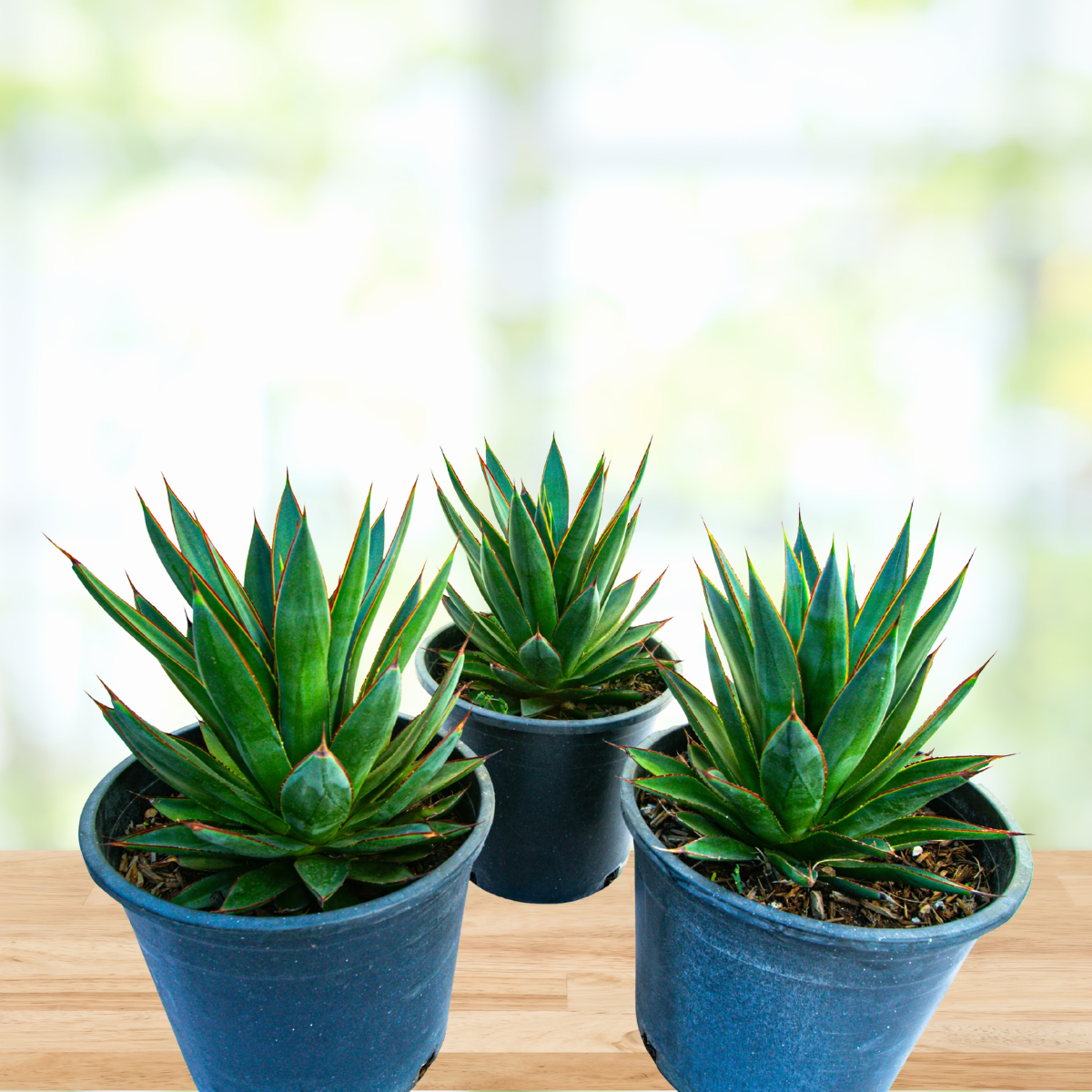 Agave 'Blue Glow'