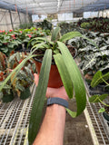 Aralia Balfouriana 'Lemon Lime'