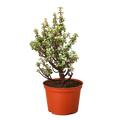 Bonsai Jade Dwarf Rainbow