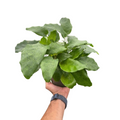 Calathea 'Musaica'
