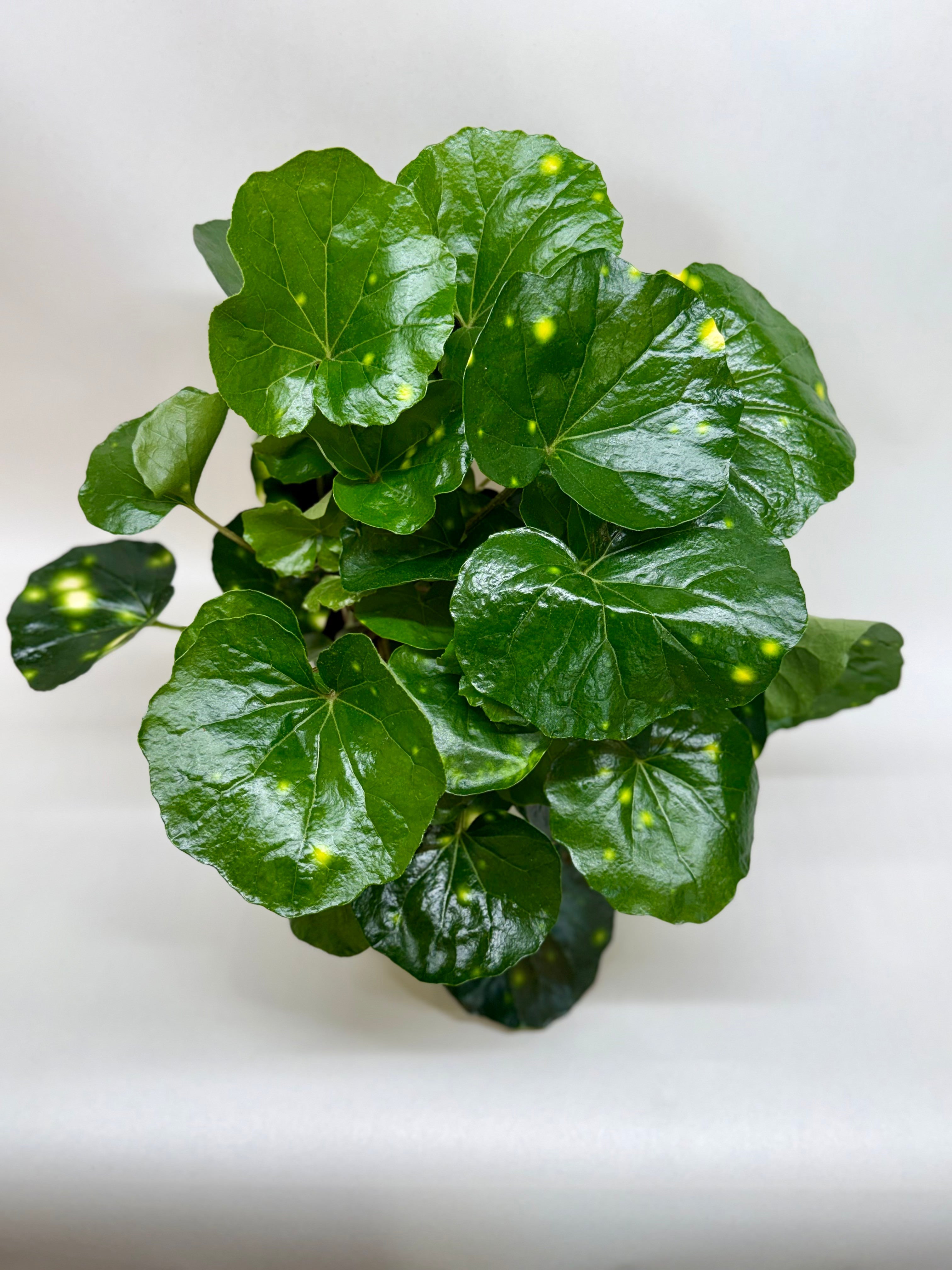 Farfugium Firefly
