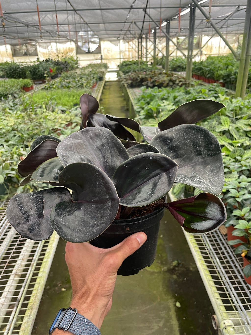Geogenanthus 'Ciliatus' | Glossy Dark Foliage Tropical Plant | House Plant Shop