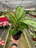Homalomena Selby Hybrid