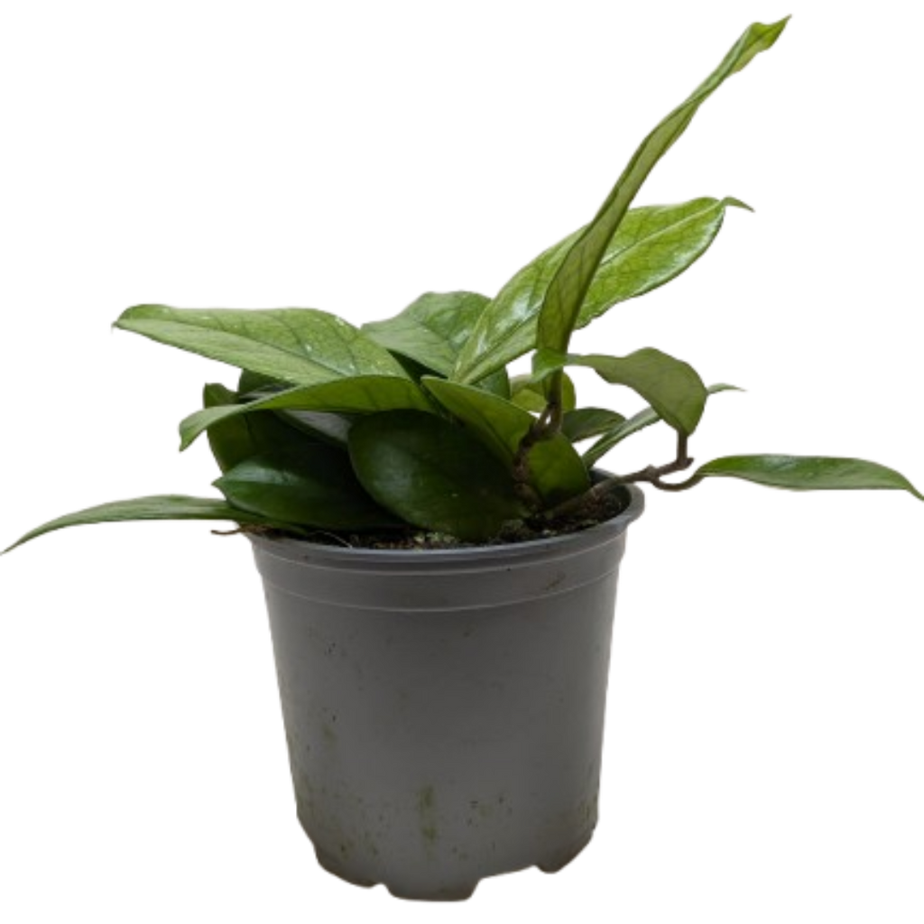 Hoya Fungii