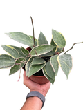 Variegated Hoya Macrophylla Albo